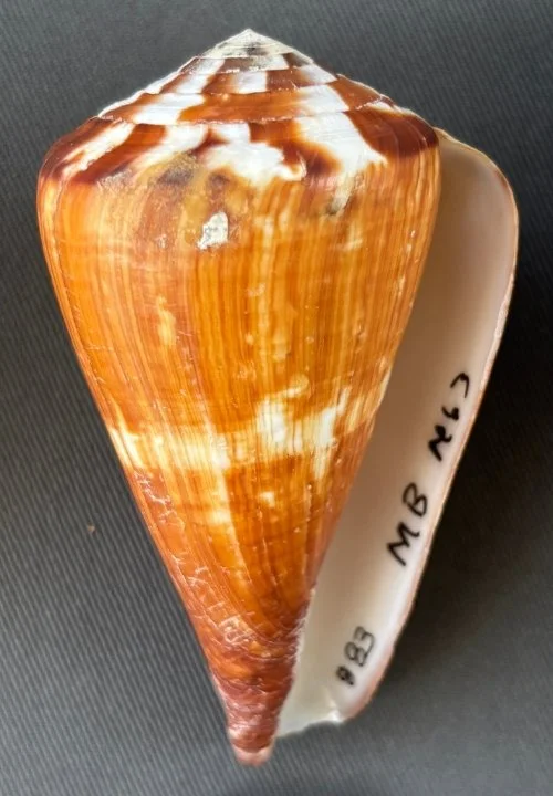    Conus vexillum    Recent (modern)   Sabah, Malaysia   PRI 115006 