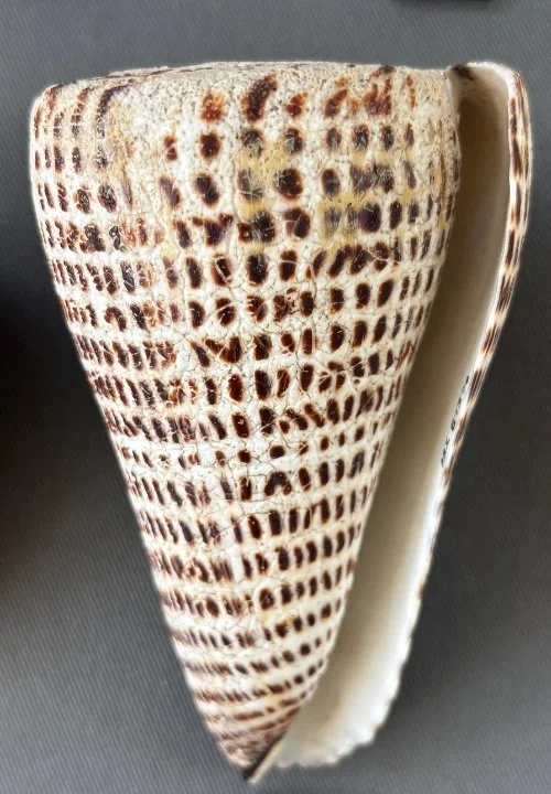    Conus literatus    Recent (modern)   Shimoni, Kenya   PRI 87370 