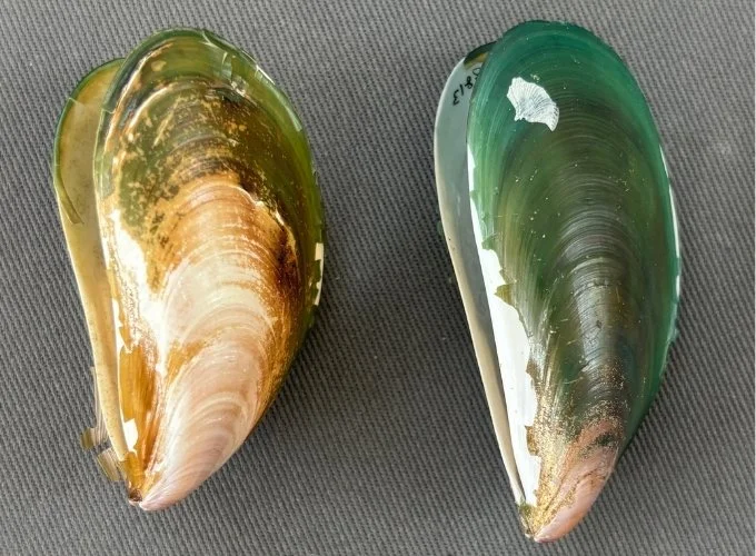    &nbsp;Perna viridis    Recent (modern)  Taiwan  PRI 68813 