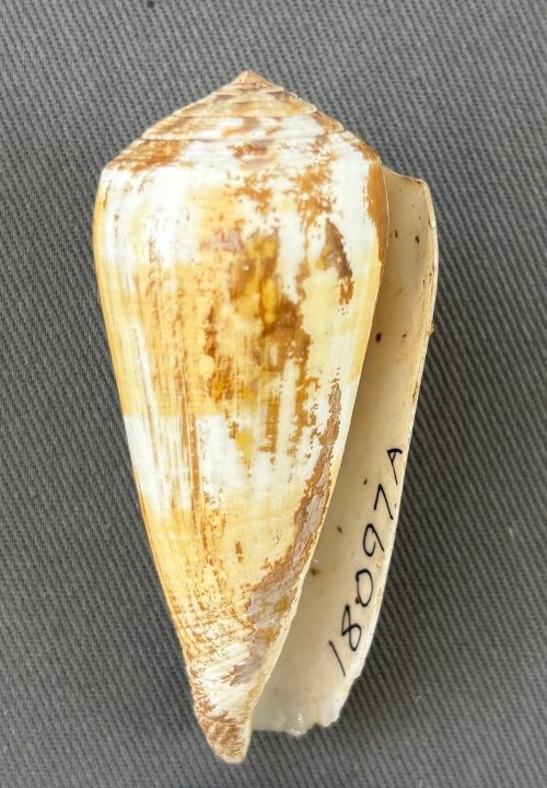    Conus magus    Recent (modern)  Sri Lanka  PRI 104627 