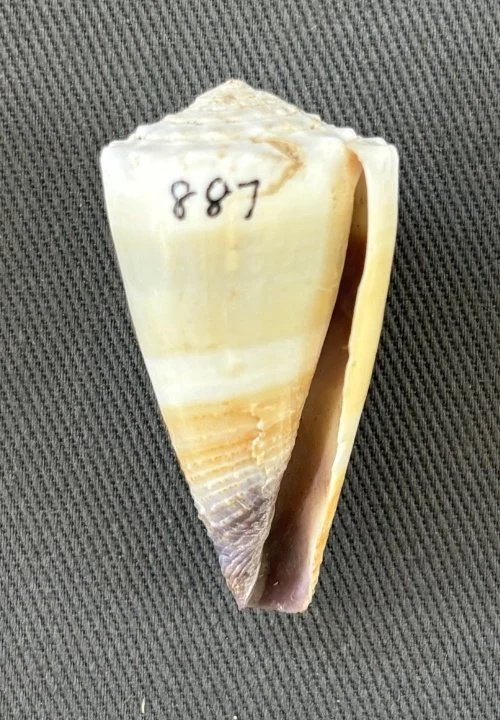    Conus sugillatus    Recent (modern)  Sabah, Malaysia  PRI 114193 