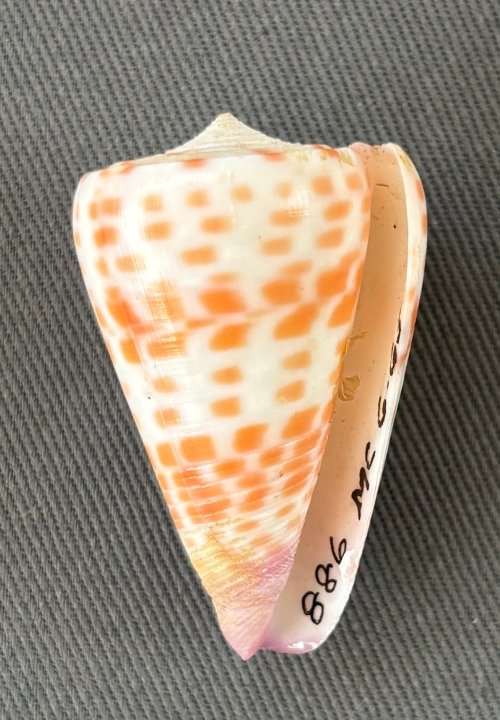    Conus tessulatus    Recent (modern)  Sabah, Malaysia  PRI 114194 