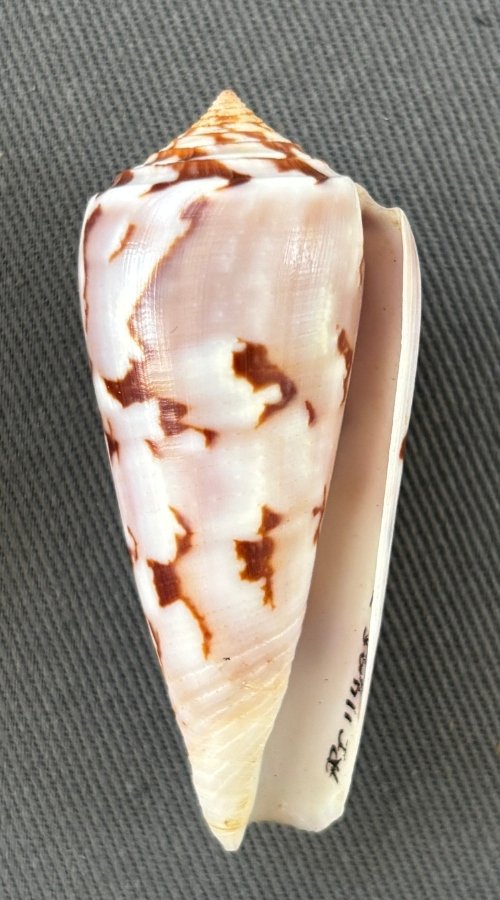    Conus gubernator    Recent (modern)  Mozambique  PRI 114195 