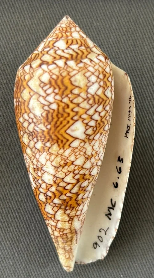    Conus textile    Recent (modern)  Sabah, Malaysia  PRI 114196 