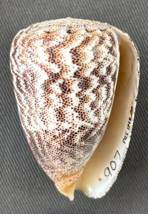    Conus arenatus    Recent (modern)  Sabah, Malaysia  PRI 114200 
