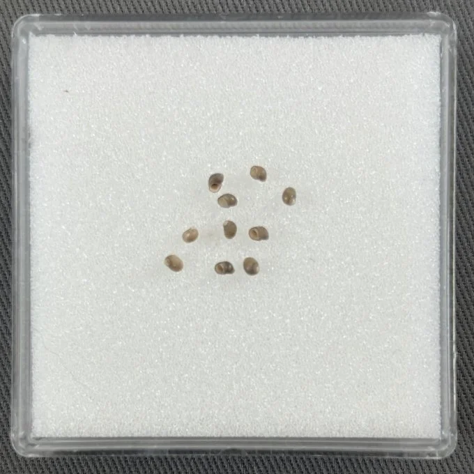    Lithoglyphopsis aperta    Recent (modern)  Ban Na, Laos  ANSP 340045  On loan from the Academy of Natural Sciences of Drexel University 