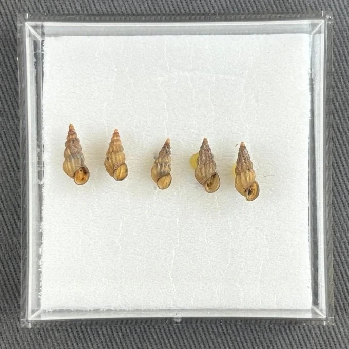    Oncomelania hupensis    Recent (modern)  Hubei, China  ANSP 386790  On loan from the Academy of Natural Sciences of Drexel University 