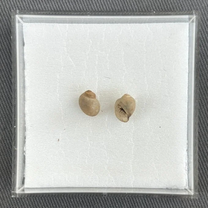    Bulinus umbilicatus    Recent (modern)  Nio-Amako, Mali  ANSP 439173  On loan from the Academy of Natural Sciences of Drexel University 