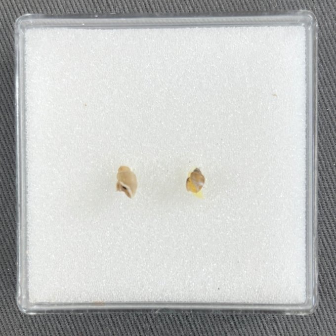    Bulinus senegalensis    Recent (modern)  Matadi, Democratic Republic of the Congo  ANSP 184892  On loan from the Academy of Natural Sciences of Drexel University 