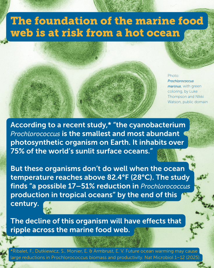 Climate Change and the Ocean Food Web