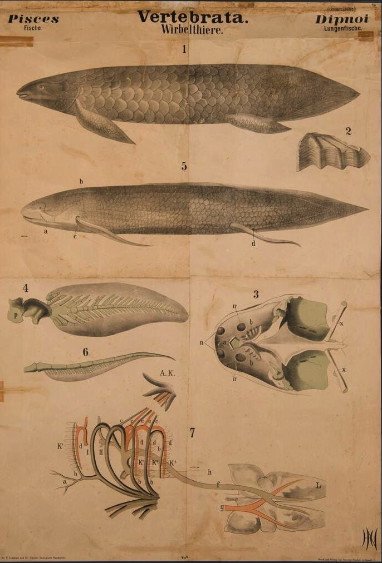 Dig Deeper: Leuckart's zoological wall charts 