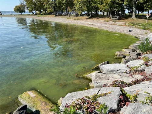 Harmful Algal Blooms (HABs)