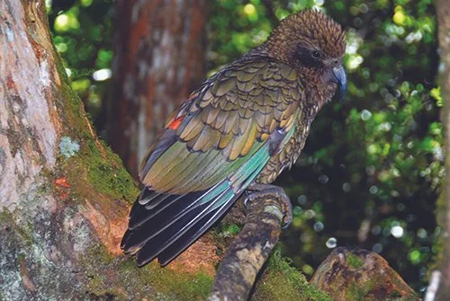 Kea bird