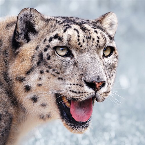 Snow leopard