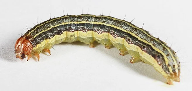 Photo of Fall Armyworm (Spodoptera frugiperda) Courtesy of Texas A&M University.