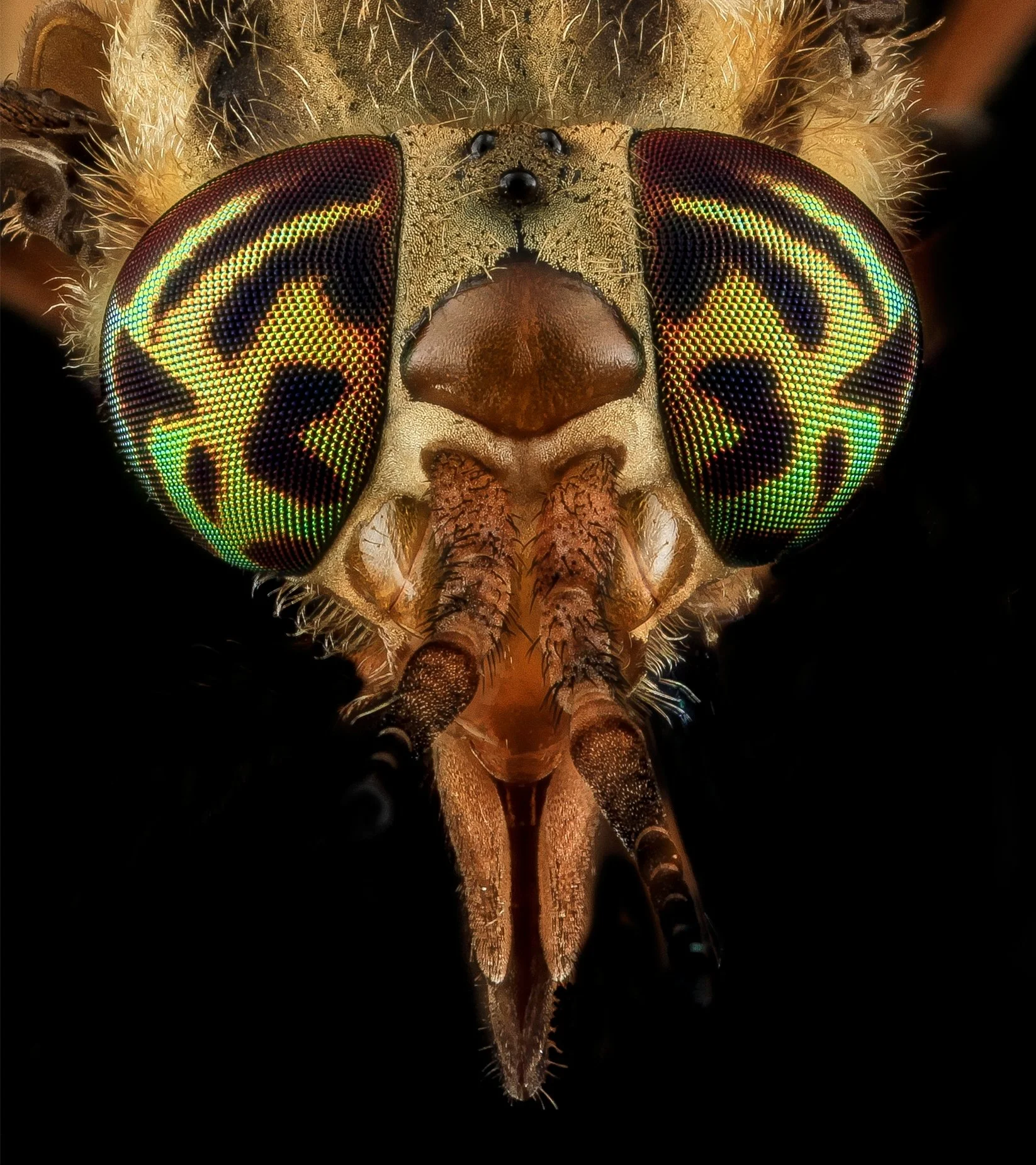 Insect Anatomy | Six-Legged Science: Unlocking the Secrets of the ...