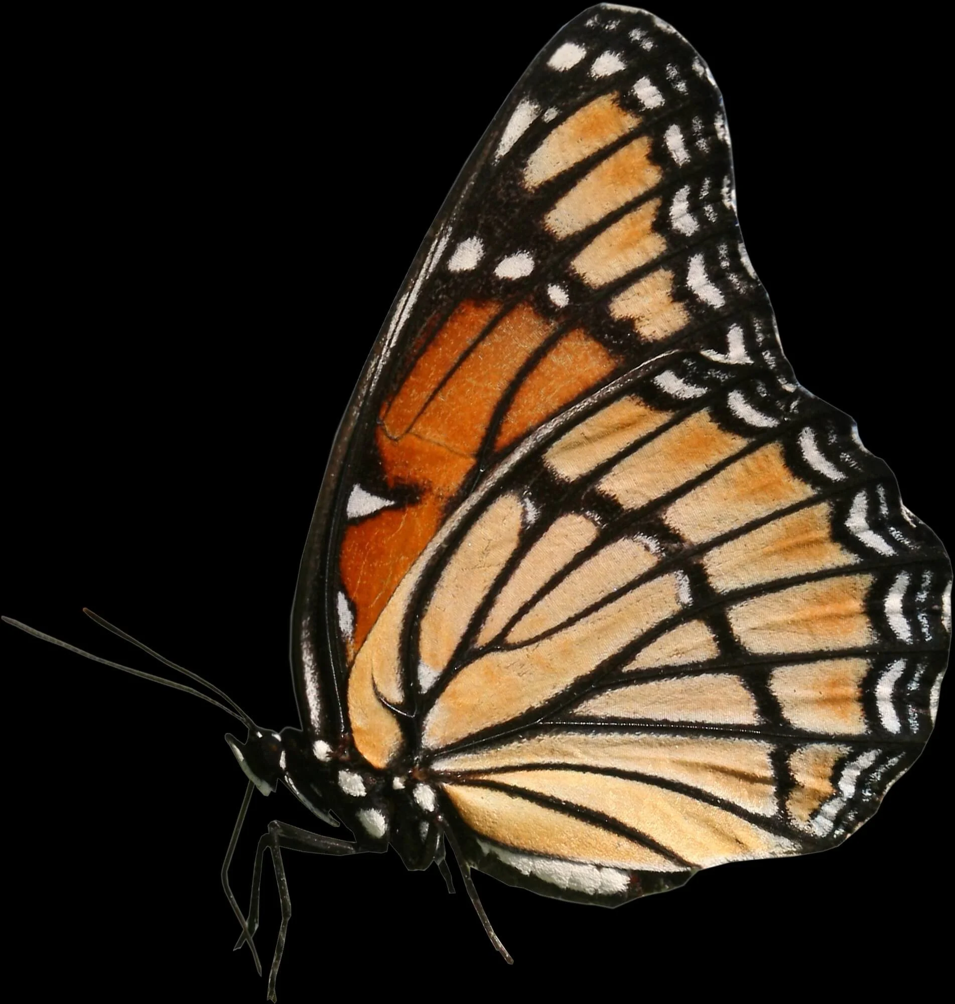Vice Insect What is an Insect? | Six-Legged Science: Unlocking the Secrets of the ...