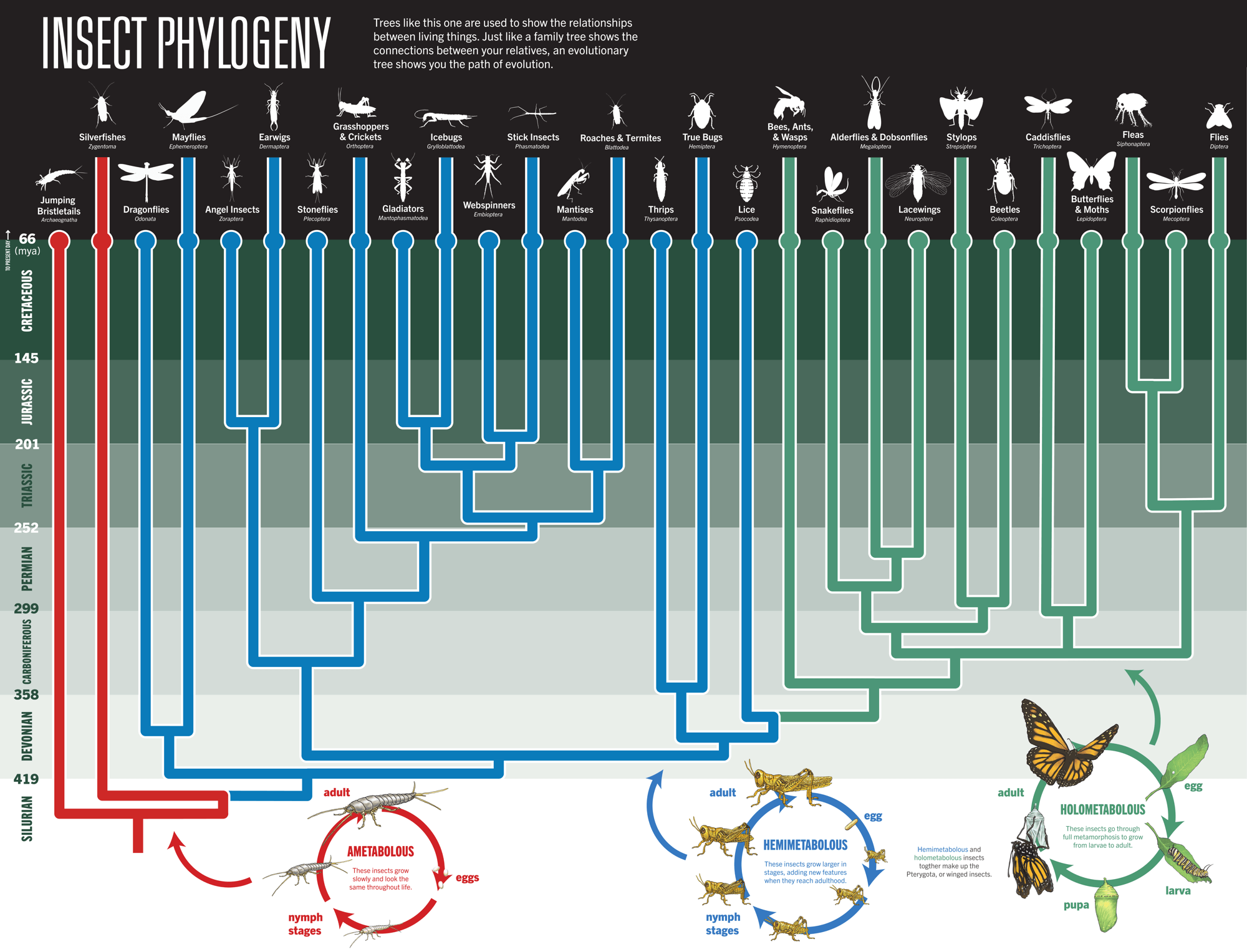 Research SixLegged Science Unlocking the Secrets of the Insect World — Museum of the Earth