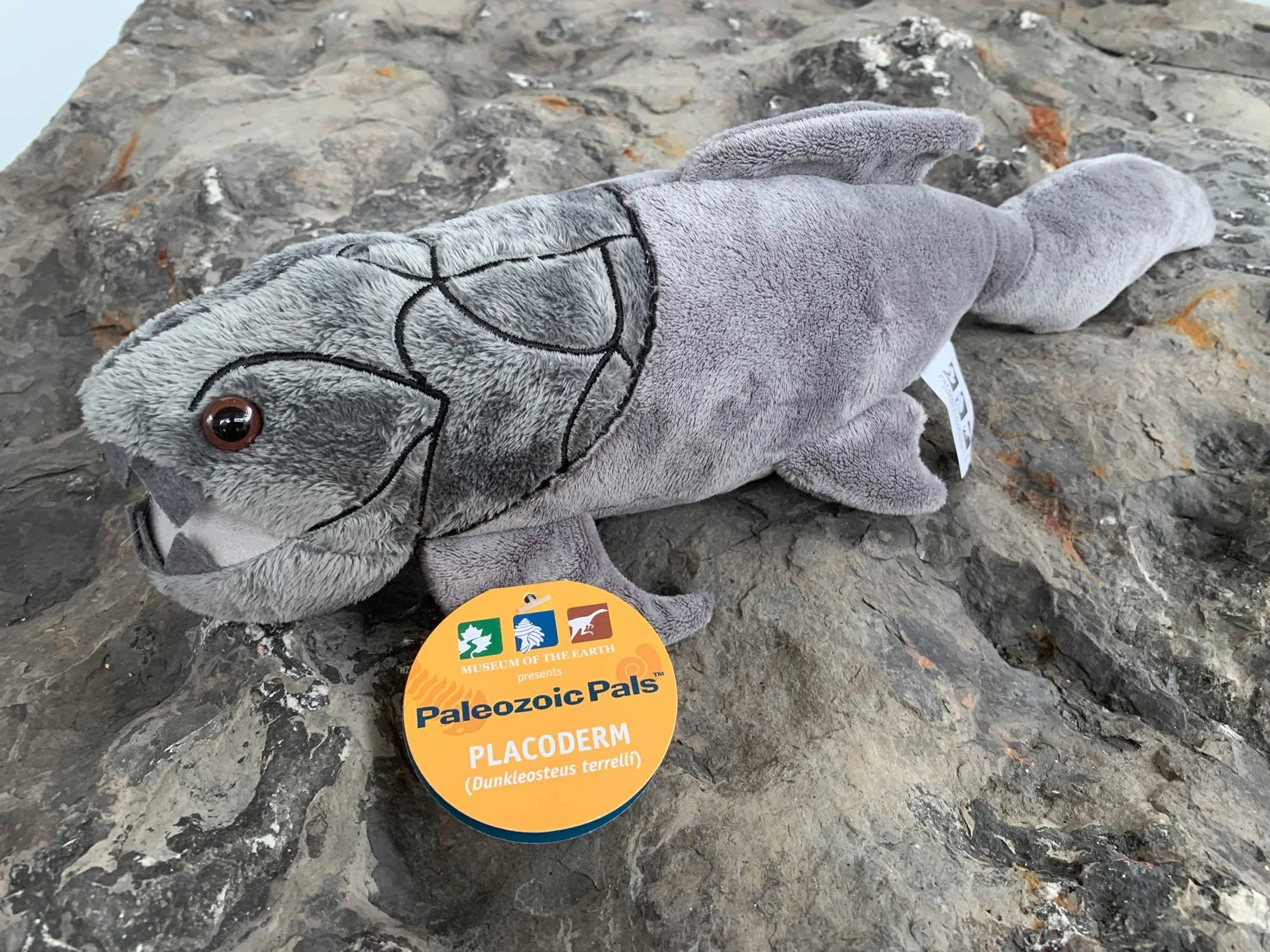 エンセオステウス　placoderm fish　化石 おまけ付き エンセオステウス placoderm fish 化石 おまけ付き エンセオステウス