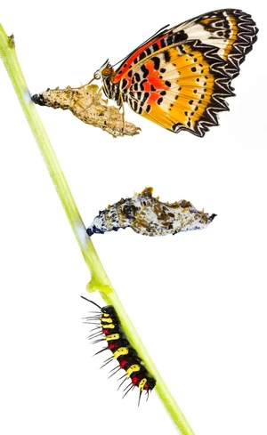 What is an Insect? | Six-Legged Science: Unlocking the Secrets of the ...