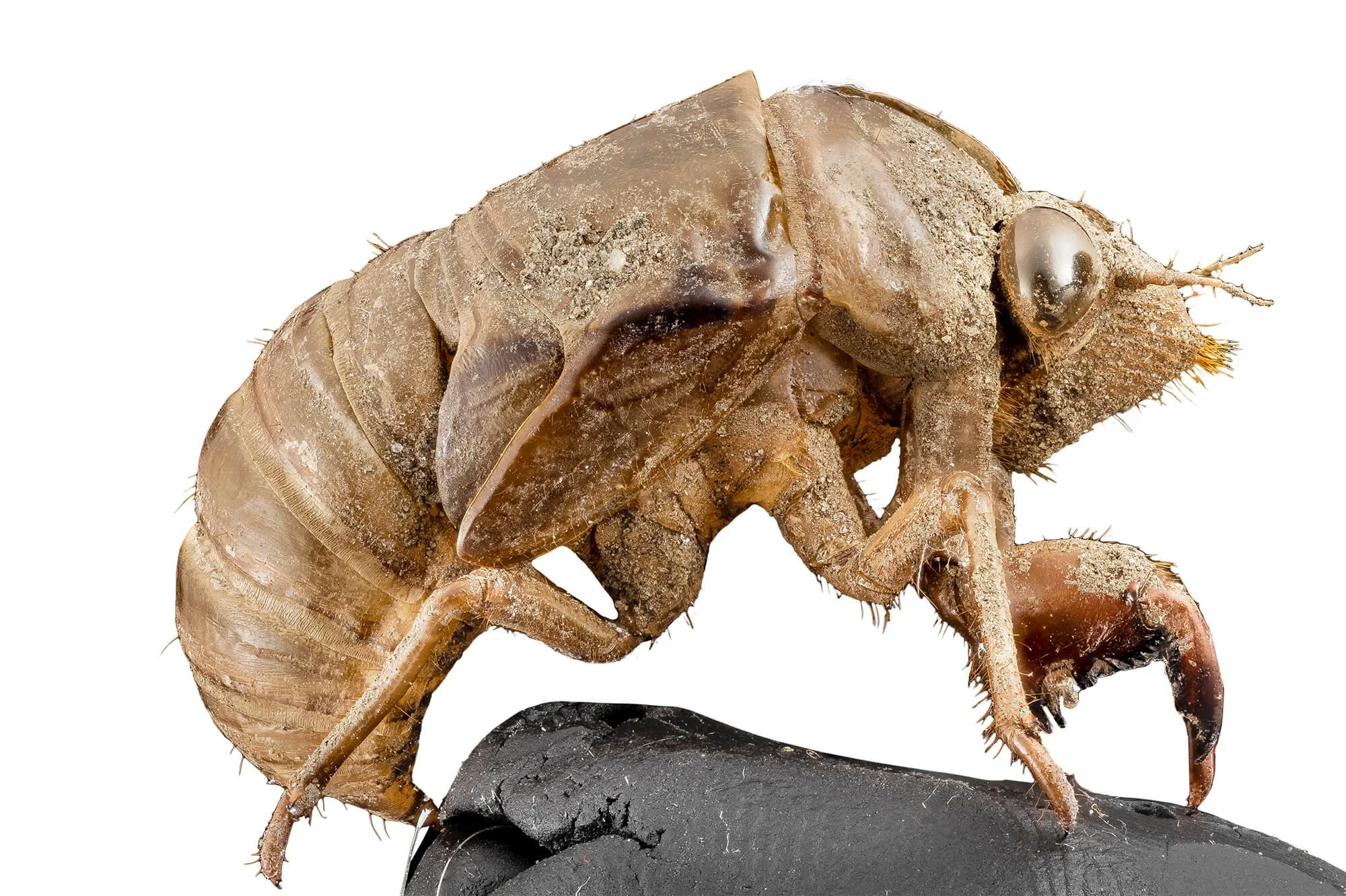 Photo of Cicada (Cicadidae)