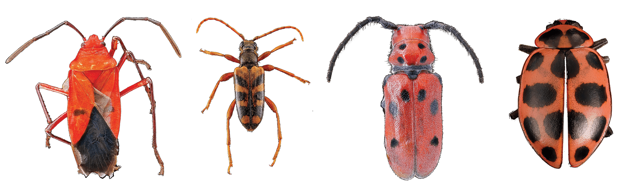 Photograph of a row of four red insects, all of different species.
