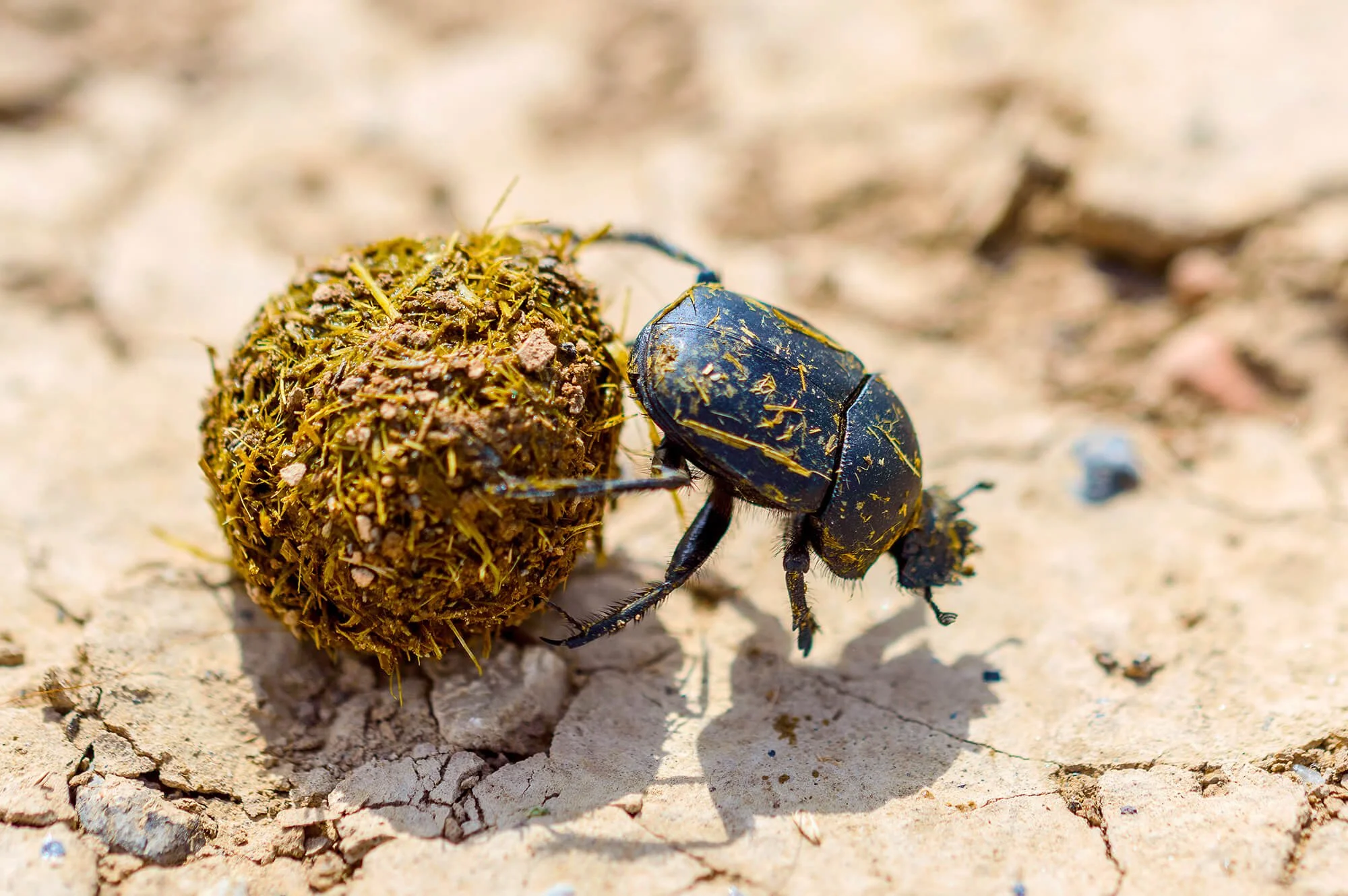 Photo of Sacred Scarab (Scarabaeus sacer) rolling a ball of dung.