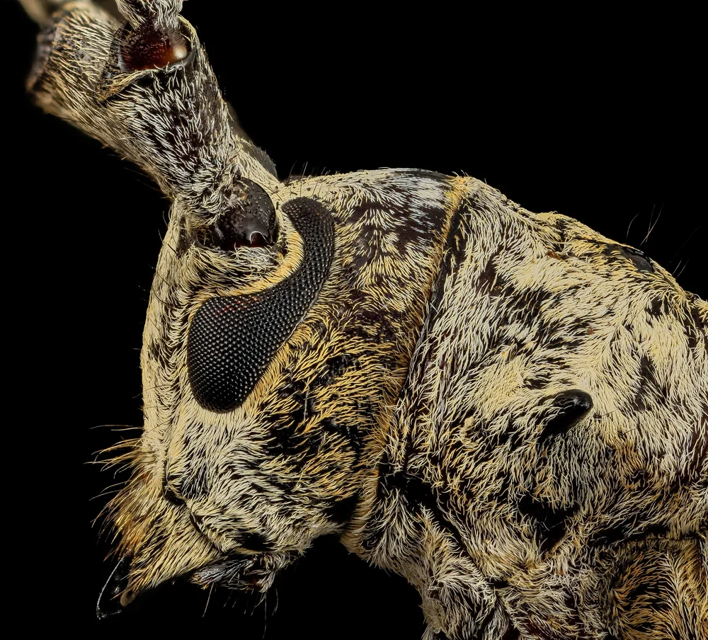 Insect Anatomy | Six-Legged Science: Unlocking the Secrets of the ...