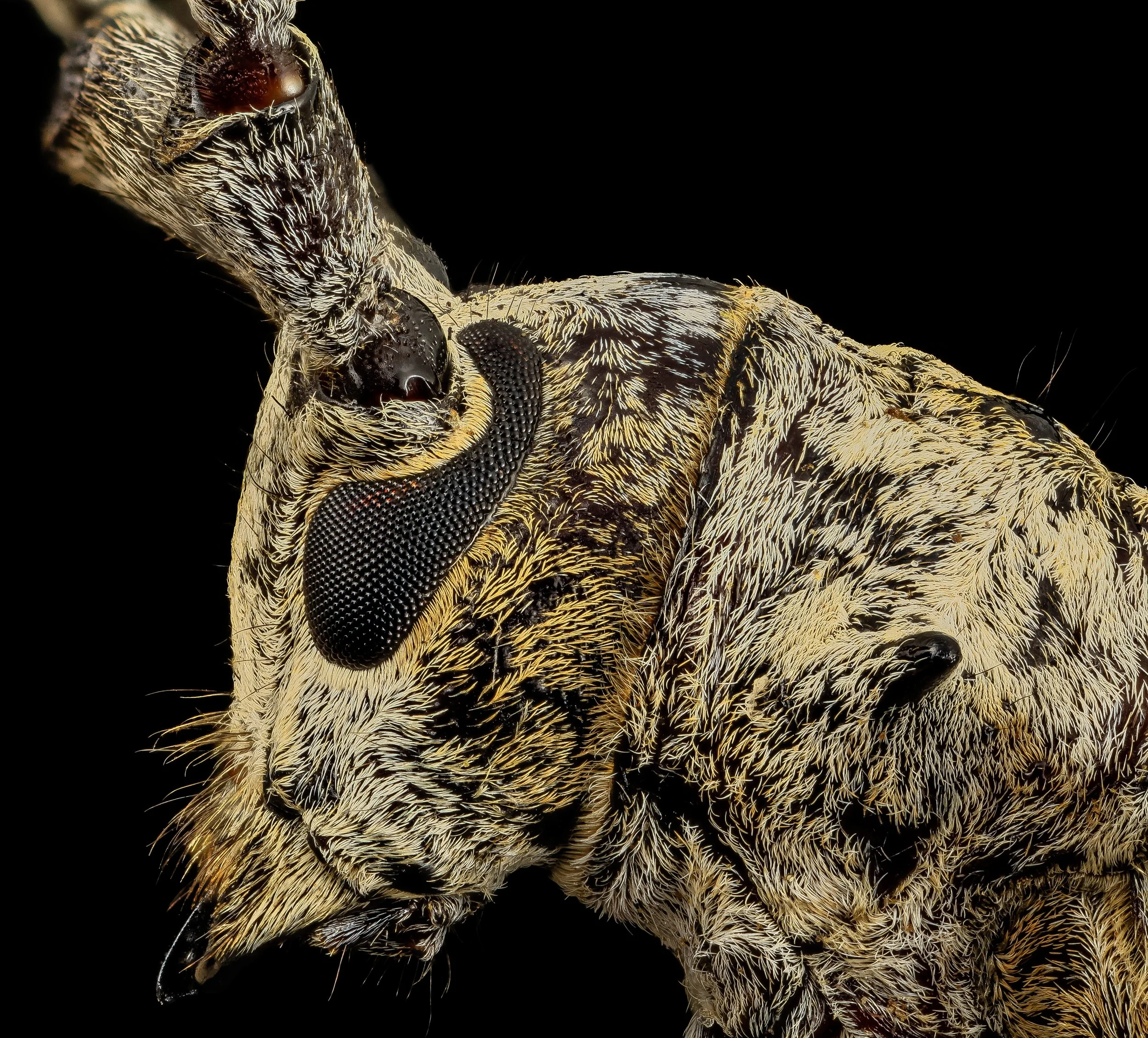 Insect Anatomy | Six-Legged Science: Unlocking the Secrets of the ...