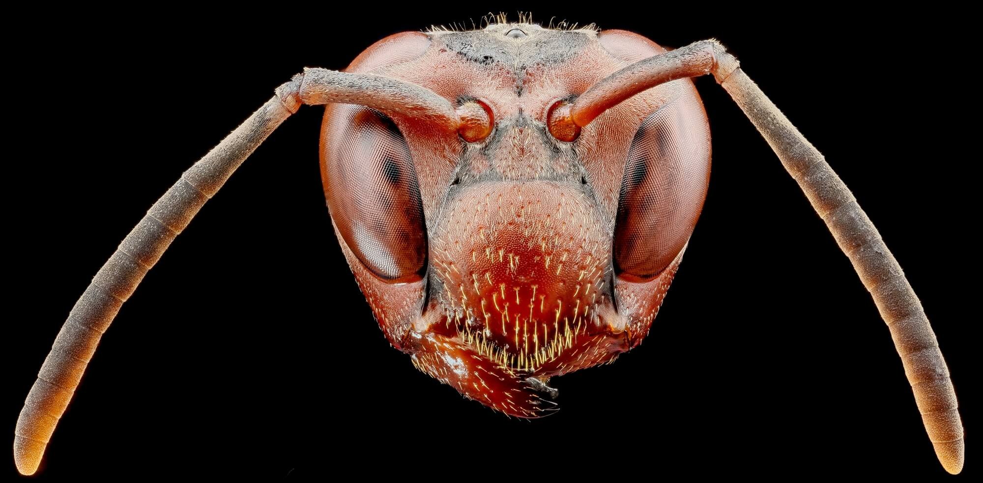 Insect Anatomy | Six-Legged Science: Unlocking the Secrets of the Insect  World — Museum of the Earth