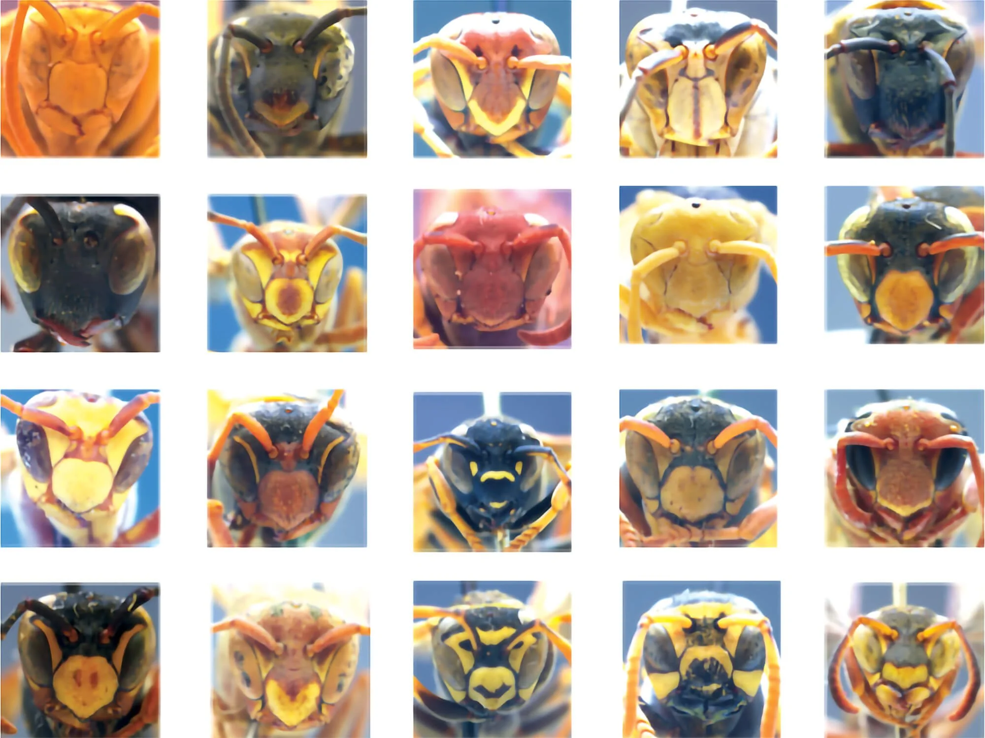 Research | Six-Legged Science: Unlocking the Secrets of the Insect ...