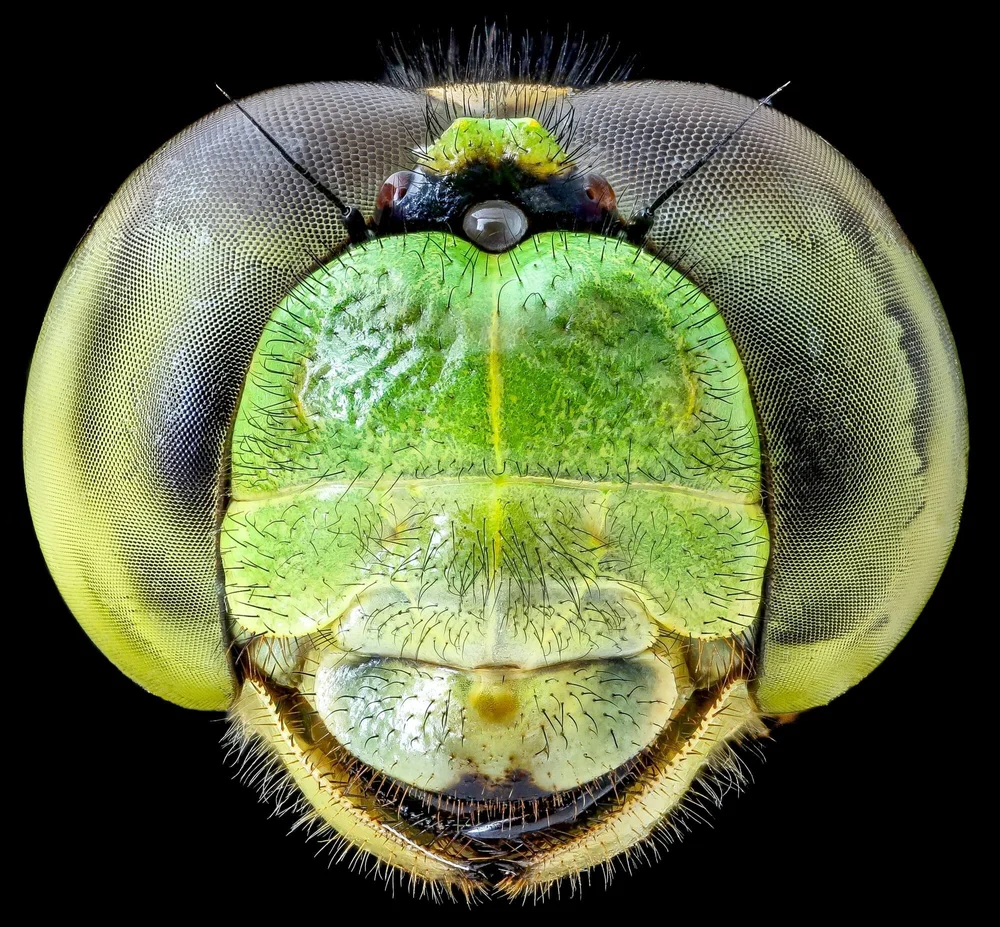 Insect Anatomy | Six-Legged Science: Unlocking the Secrets of the ...