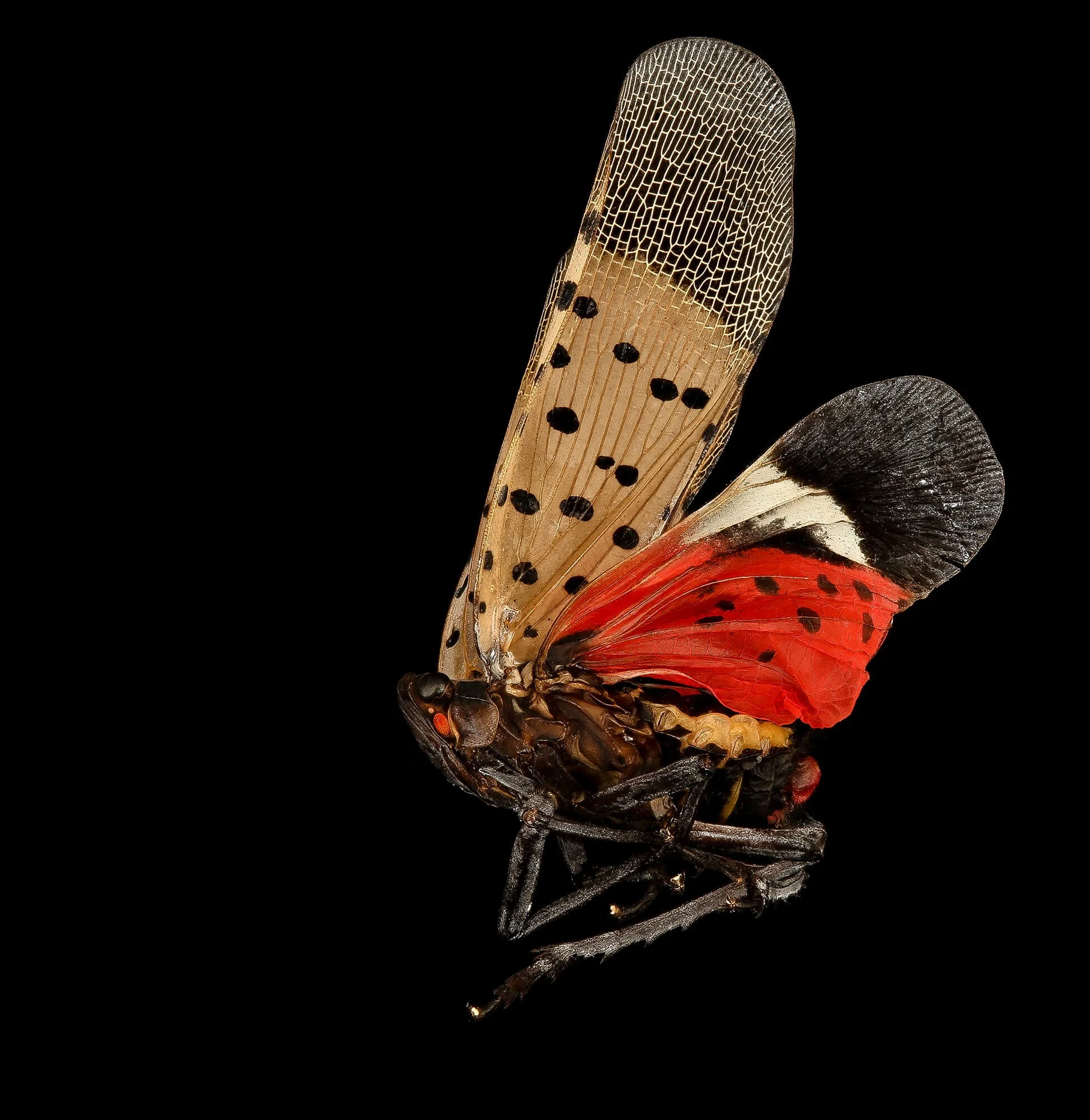 Spotted Lanternfly (Lycorma delicatula)