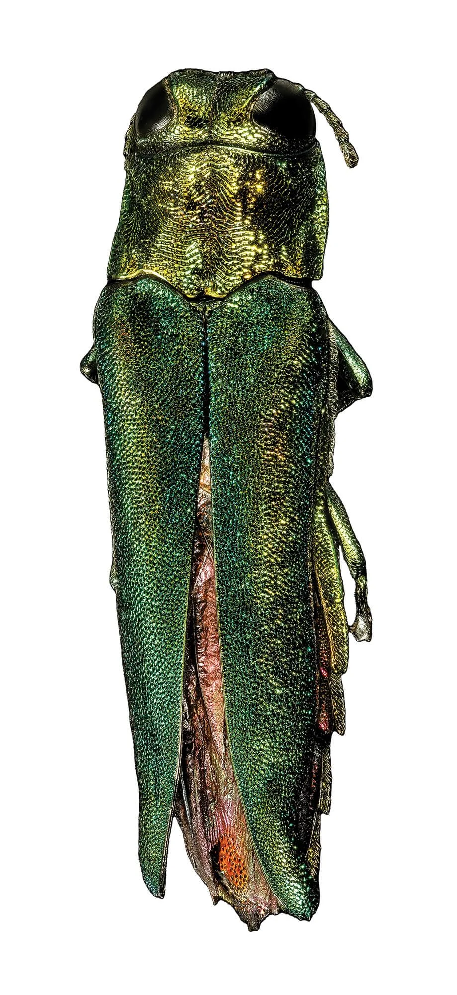 Photo of Emerald Ash Borer (Agrilus planipennis)