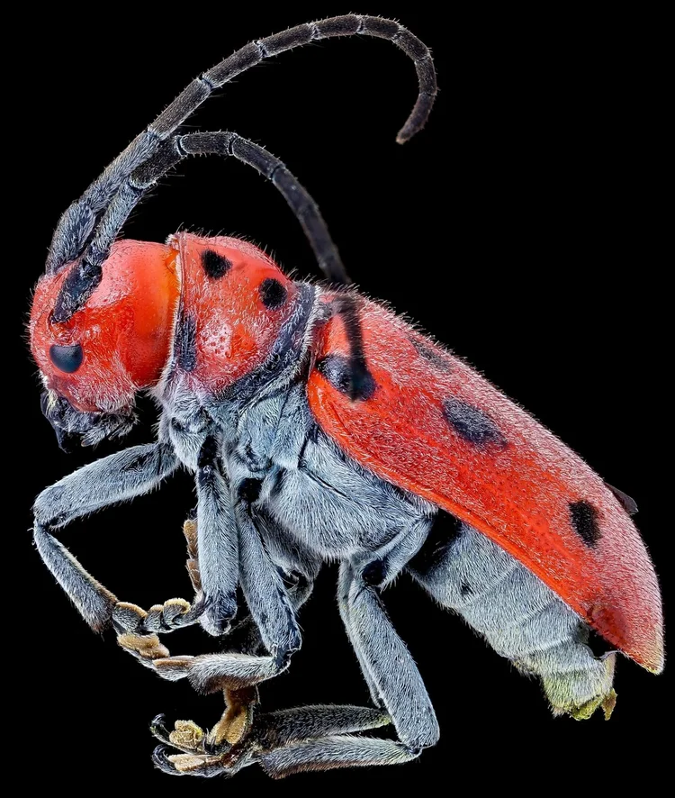 Teed Insect Insect Anatomy | Six-Legged Science: Unlocking the Secrets of the ...