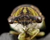 Insect Anatomy | Six-Legged Science: Unlocking the Secrets of the ...
