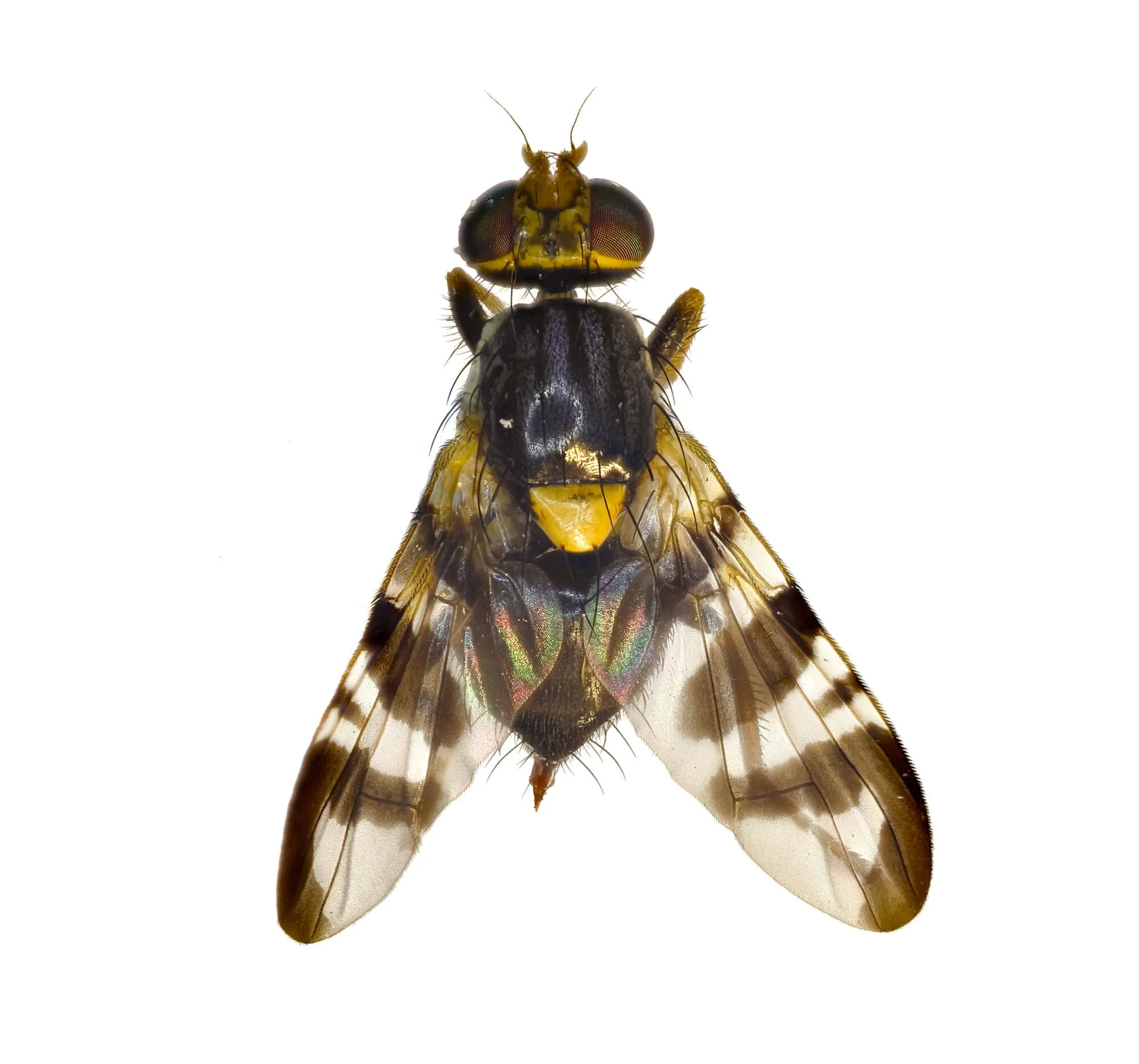 European Cherry Fruit Fly (Rhagoletis cerasi)
