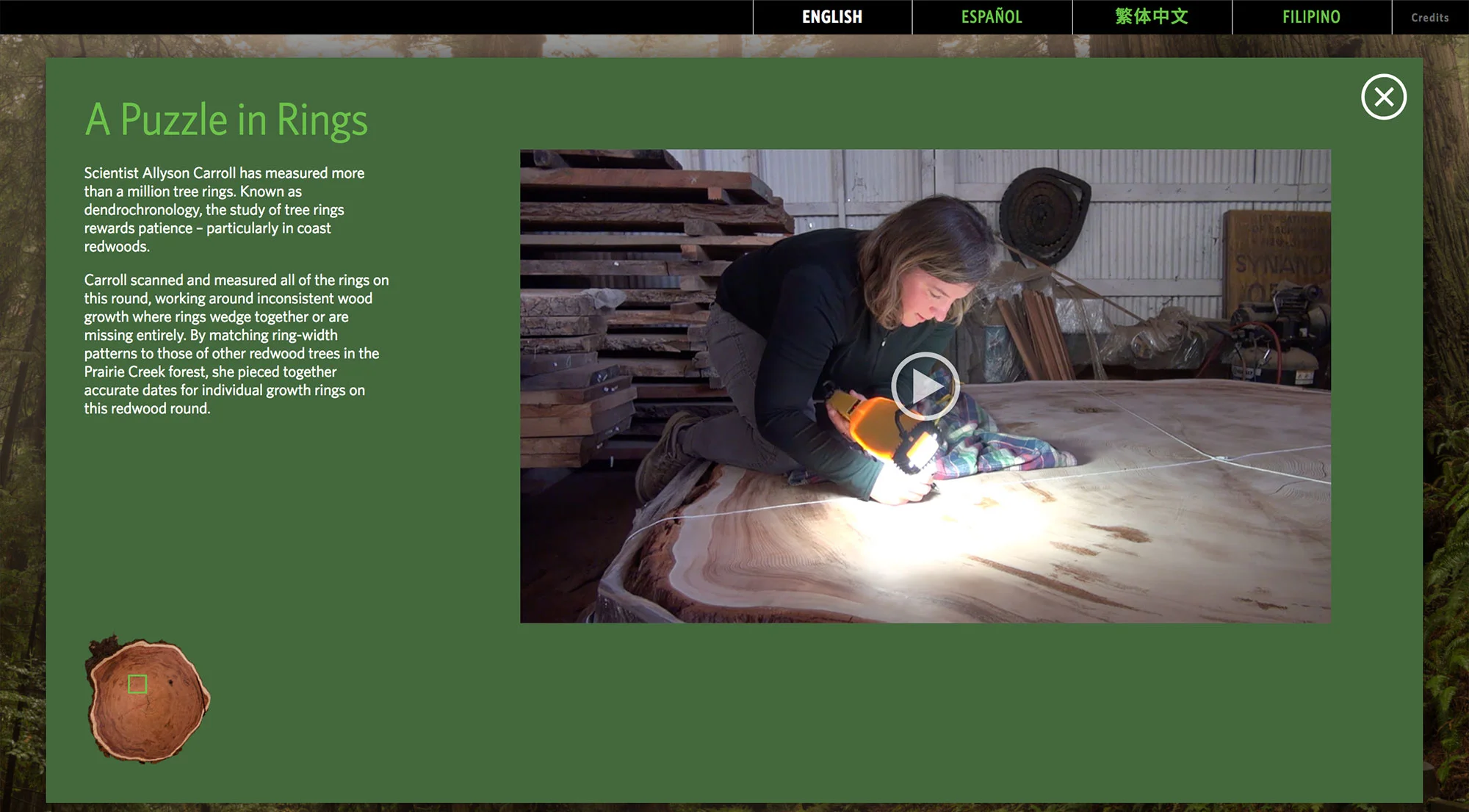 Video about dendrochronology, the scientific process of tree ring analysis