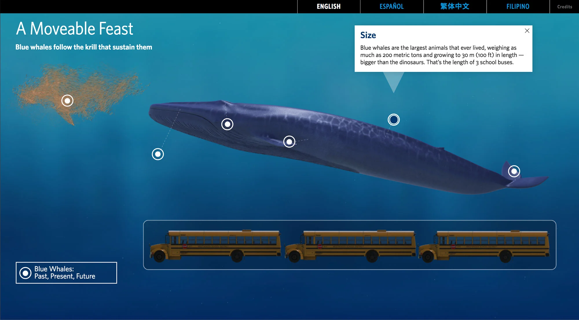 Example of animation used to make the scale of this whale more relateable.
