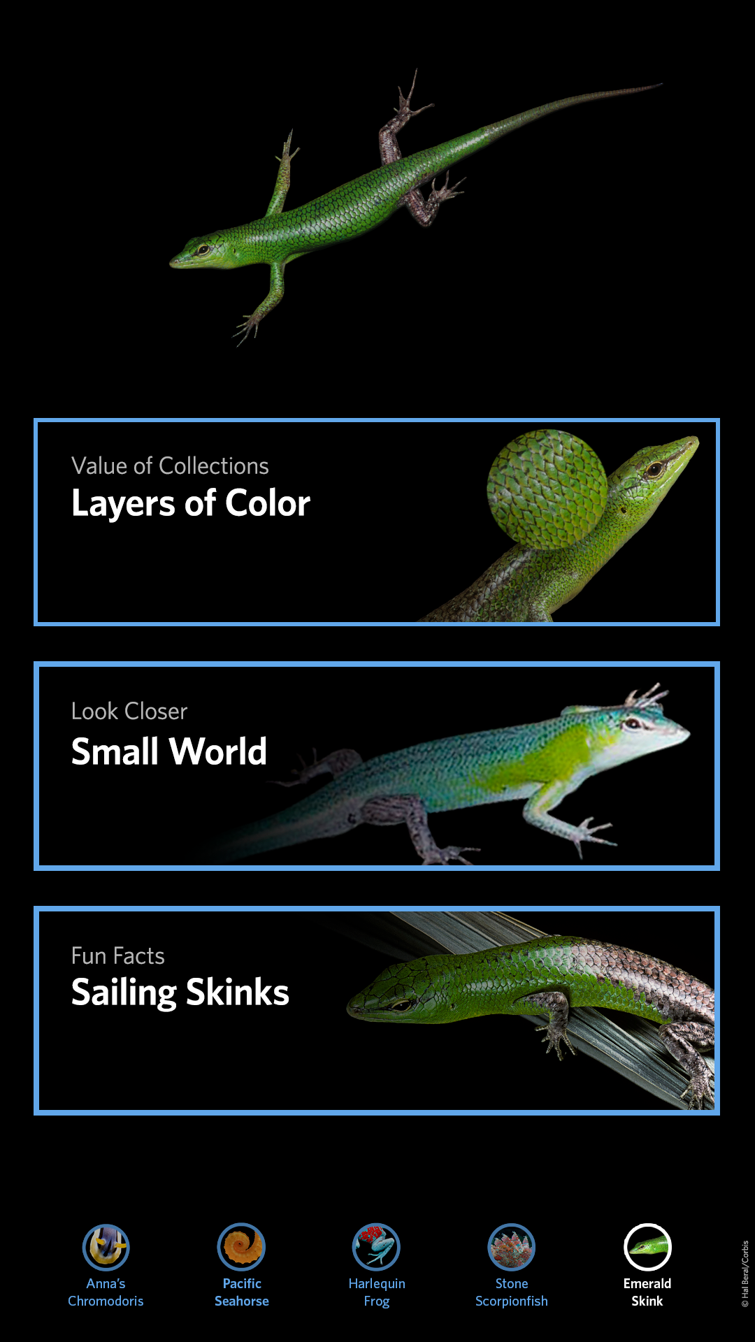 CAS_LC_refresh-skink-05.png
