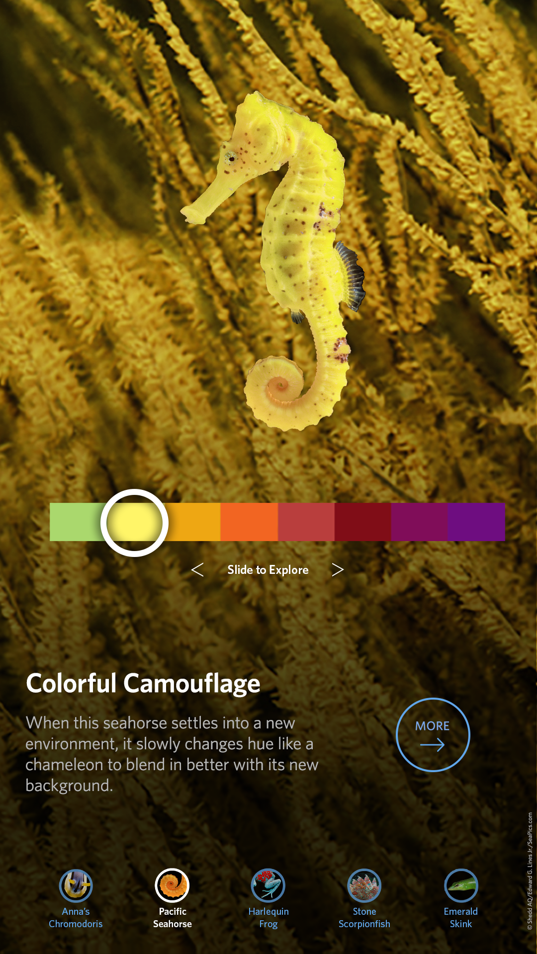 CAS_LC_refresh_Seahorse-03.png