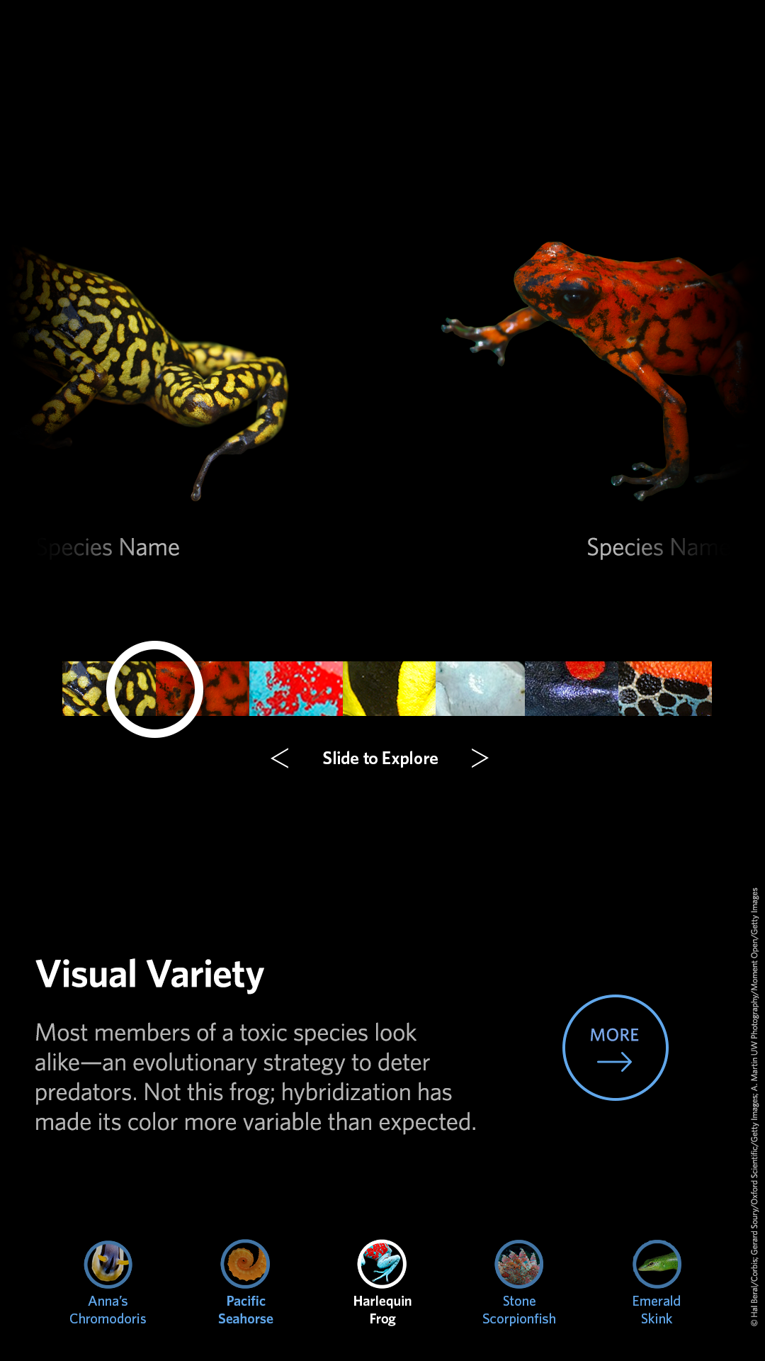 CAS_LC_refresh-Harlequin_frog-03.png