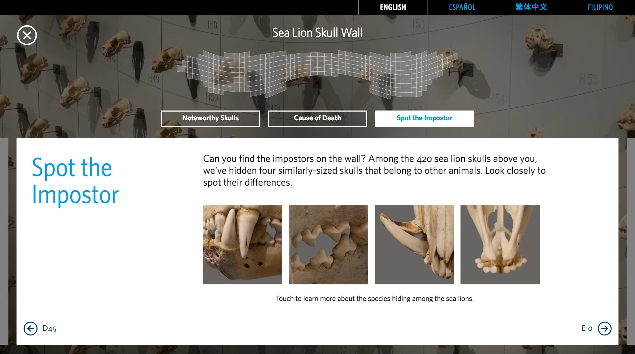 Mini game with details of what make the skulls of other species different from those of the sea lion. By tapping a photo it reveals where the skull is and what species.