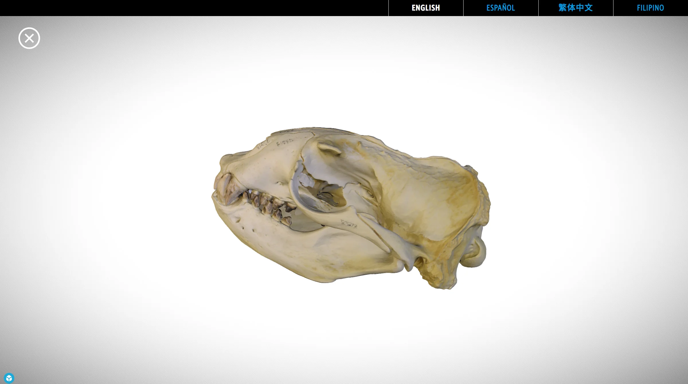 Visitors can explore a 3D rendered skull by spinning model and pinch to zoom
