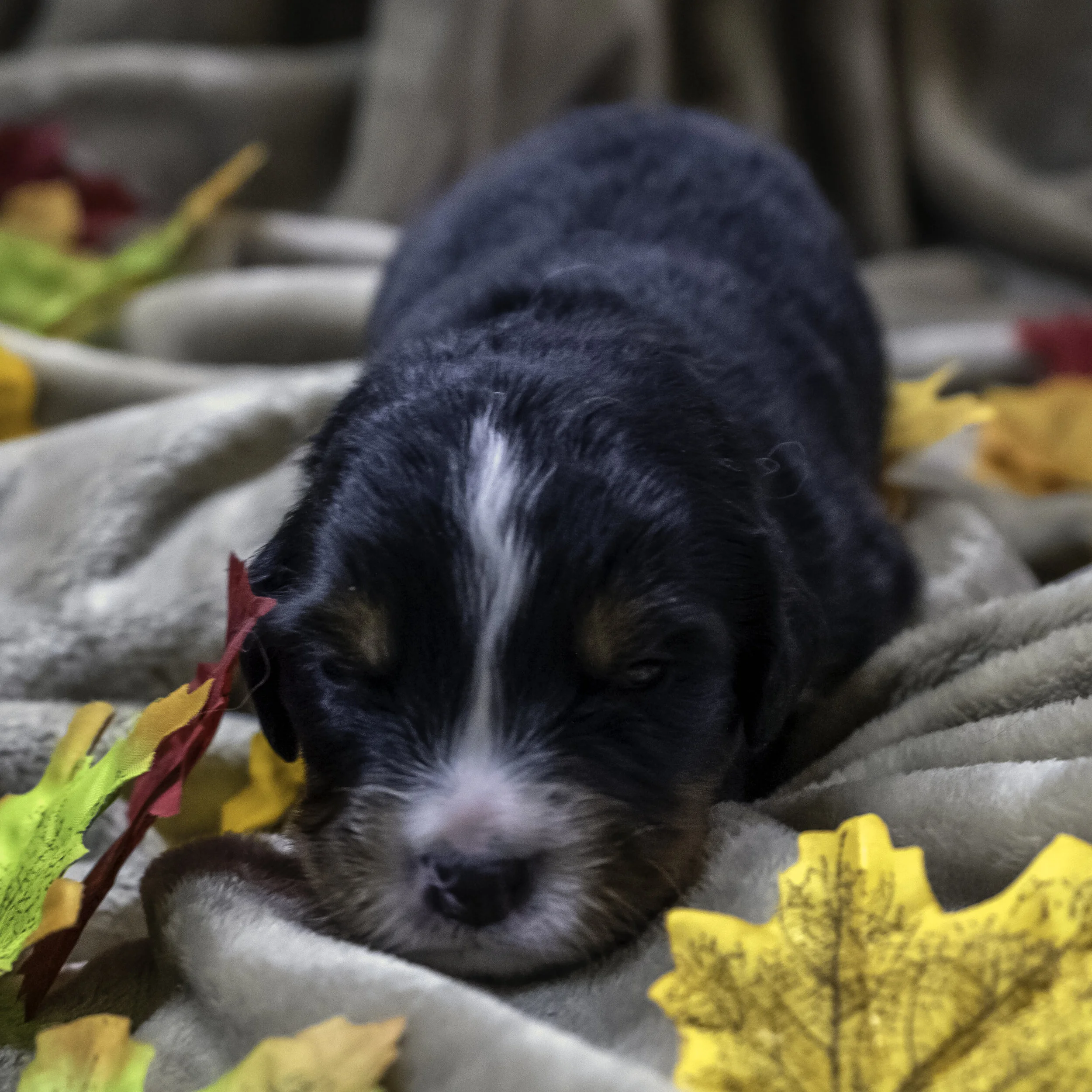 Two Weeks Old