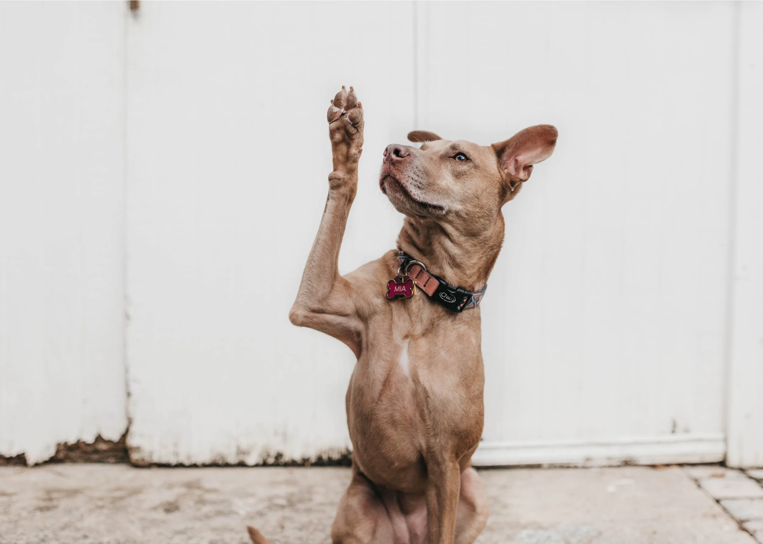 so fetch k9 adventures