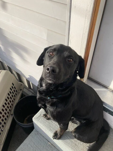 Found Dog: REUNITED!