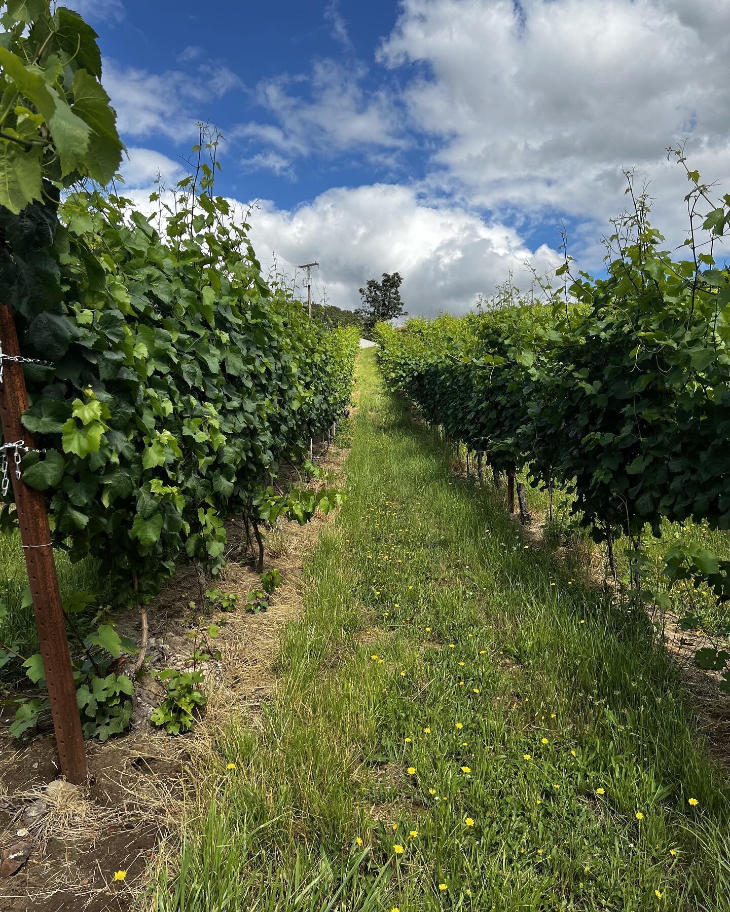 Views from our &quot;office&quot; today. It never gets old. 😍

𝑲𝒓𝒊𝒔𝒕𝒊𝒏 𝑯𝒊𝒍𝒍 𝑾𝒊𝒏𝒆𝒓𝒚
#views #attheoffice #dowhatyoulove #lovewhatyoudo #vineyardviews #vines #winelovers #winery #eolaamityhillsava #eolaamity #eolaamityava #winecountry 