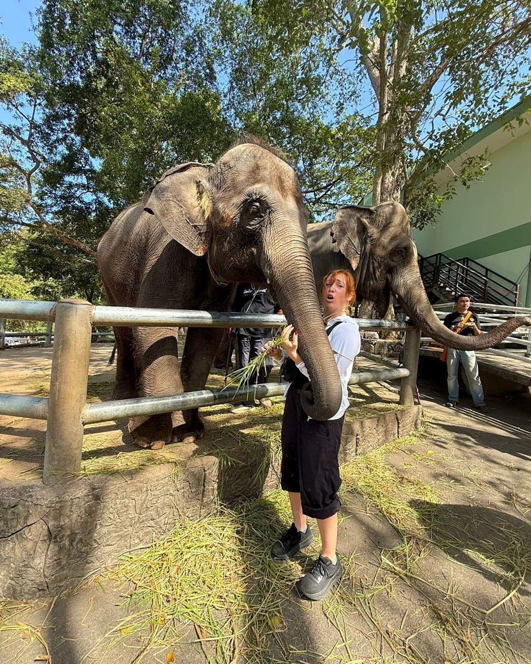 When teaching in Thailand gives you weekends like this! 

Teacher Yvette spent her day off face-to-trunk with gentle giants, feeding grass to rescued elephants under the Thai sun.  One moment she&rsquo;s in the classroom teaching English, the next sh