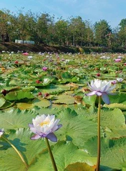 Laos Visa Run Trip KET Kids English Thailand.jpg